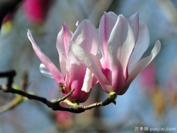 二喬玉蘭是什么顏色的花？