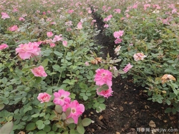 盆栽月季花對比地栽月季有哪些優(yōu)勢？