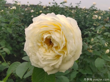芽變金獎(jiǎng)?wù)略录緝?yōu)缺點(diǎn)是什么？