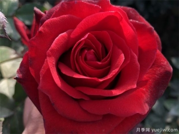 黑玫瑰送哪種人？花語寓意
