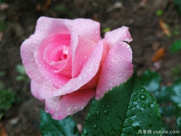 玫瑰花的開花時(shí)間和花語(yǔ)