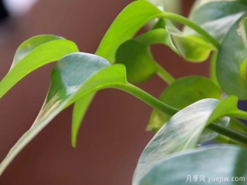 家中常見的這6種花草都有毒，平時養(yǎng)護要小心