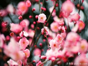 庭院適合種哪些花卉植物？冬天來(lái)了更漂亮