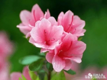 杜鵑花施肥用什么？施肥時(shí)間和方法