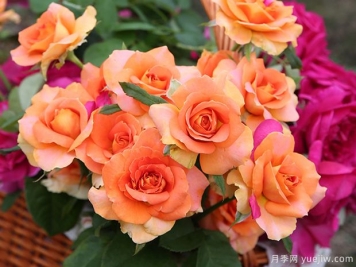 銅管樂隊(duì)月季