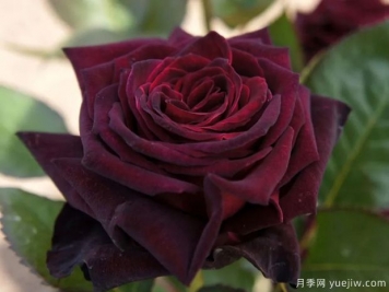 黑巴克月季和黑魔術(shù)月季有什么區(qū)別？哪個更黑