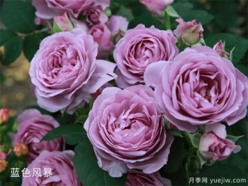 藍色風暴和藍色陰雨的優(yōu)缺點是什么？對比
