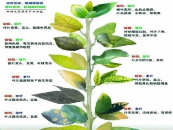 秋季月季不斷黃葉，打藥不管用，怎么辦？