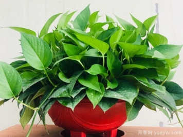 針對(duì)幾種花卉的養(yǎng)花澆水秘方分享