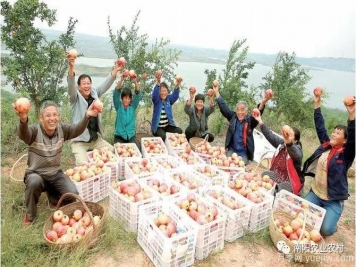 南陽淅川：萬畝石榴喜豐收 直播助農甜萬家