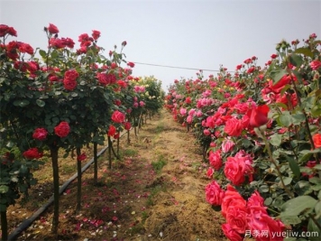 養(yǎng)花屆的新寵兒樹(shù)狀月季，月季樹(shù)如何養(yǎng)護(hù)？
