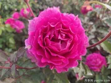 歐月盆栽杯苗品種與價(jià)格