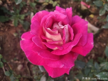 火和平月季/古龍月季