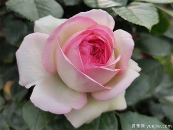 秋天月季養(yǎng)護(hù)小知識(shí)，秋季修剪和澆水與病蟲害防治