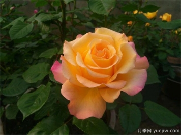 月季花的養(yǎng)殖方法，月季花栽培技術(shù)