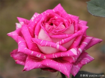 北京的市花是什么 北京市花有什么寓意