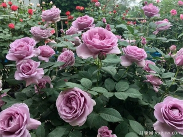 月季出現(xiàn)多芽點(diǎn)的原因？需要抹芽嗎？