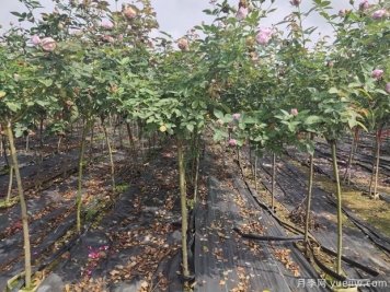 月季花如何定植，您知道嗎？