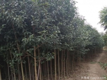小喬木大葉女貞培養(yǎng) 修剪相當重要
