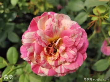 適合新手的月季莫奈，做好4個細節(jié)，長勢旺旺