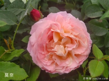 月季花施肥方法，月季養(yǎng)護(hù)如何施肥