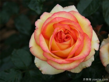 為什么很多人投資農(nóng)業(yè)林業(yè)失敗？需要具備這三種能力