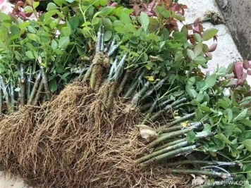 月季嫁接苗和扦插苗有什么不同？有哪些優(yōu)點缺點？