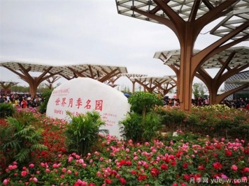 院子里設(shè)計(jì)一塊月季花境，一年四季繁花盛開美如仙境