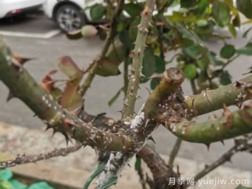 月季枝干上有許多小白點，可能是桑盾蚧在危害