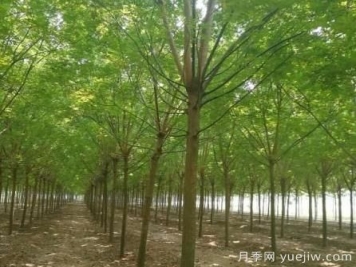 這幾種鄉(xiāng)土喬木銷量增加，價(jià)格上漲
