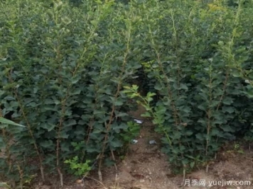 大果山楂苗多少錢(qián)一棵
