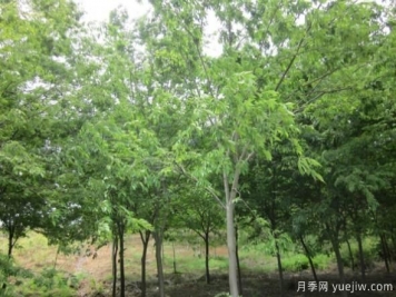 樸樹與櫸樹存在著哪些區(qū)別？