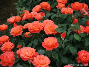 豐花月季怎樣進行蟲害防治的呢？