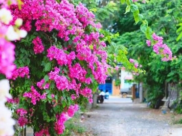 三角梅是哪里的市花？三角梅市花的意義