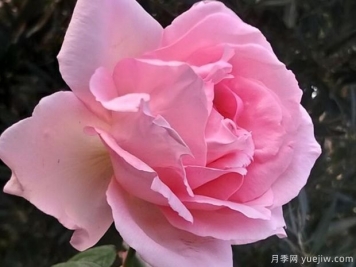 偉大世紀月季