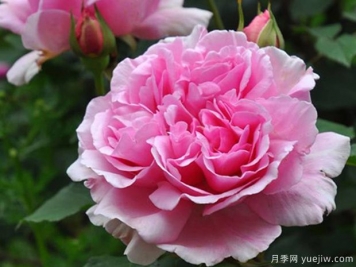 春日月季