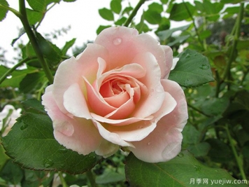 閃閃發(fā)光月季/悠悠月季/醉愛