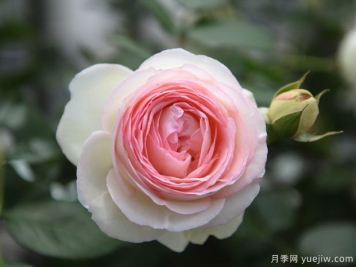 歐月月季/歐洲月季