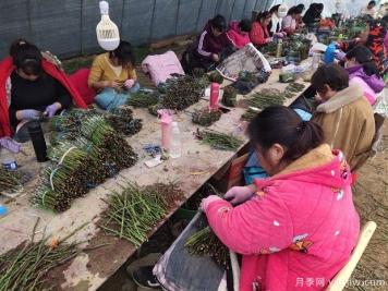 月季花的T形芽嫁接方法是什么？