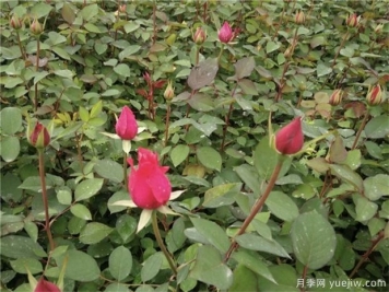 購(gòu)買月季小苗時(shí)需要注意什么事項(xiàng)？