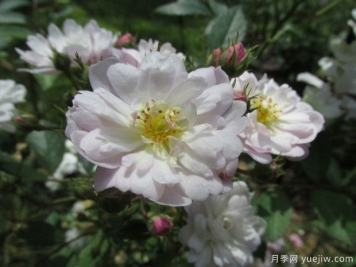 桑利總裁月季