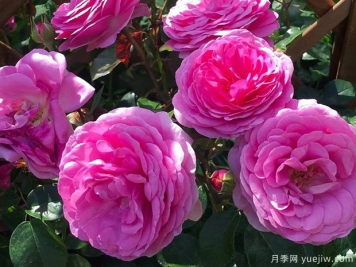 歐子安娜月季的優(yōu)缺點(diǎn)是什么？