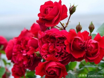 蒂娜VS紅龍VS玫瑰國(guó)度的天使，3款紅色藤本月季推薦