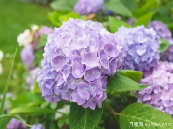 30種耐陰植物花卉，一點(diǎn)光照快速生長(zhǎng)