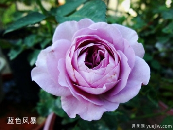 藍(lán)色風(fēng)暴月季，浪漫又好看，為什么難養(yǎng)呢？