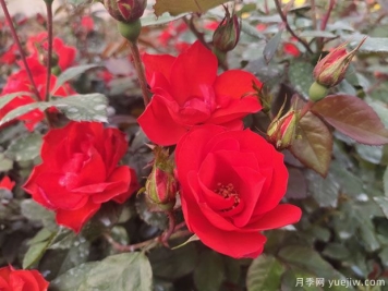 推薦8款豐花月季品種介紹，花滿枝頭，園林應(yīng)用花量多