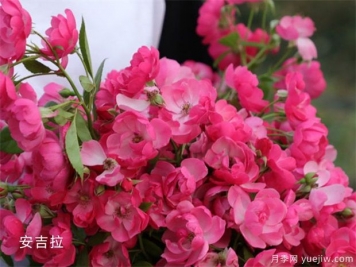 十大爬藤月季品種排名，工程和庭院的必備選擇