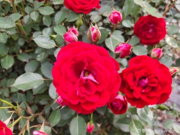 推薦必種的6種藤本月季，花量大長(zhǎng)勢(shì)快，打造花墻超漂亮