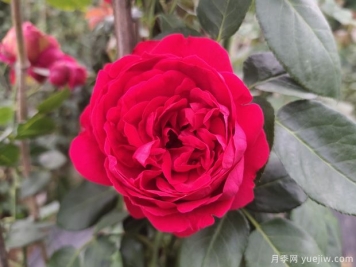 推薦10個花期最長的藤本月季品種