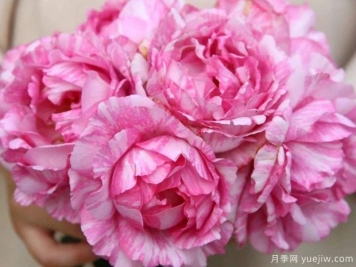 伊芙飛濺月季